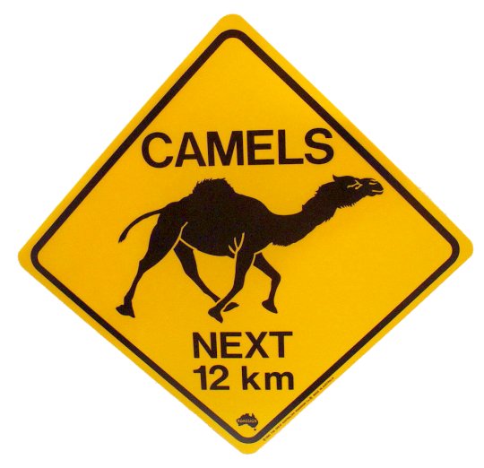 Camels